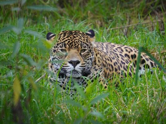 Trivia: Refugio Jaguar celebra el Día de la Tierra con pases cuádruples para los lectores Refugio Jaguar celebra el Día de la Tierra